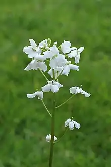 Cardamine trifoliatrefoil bittercress