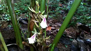 Cardamom flowering stems