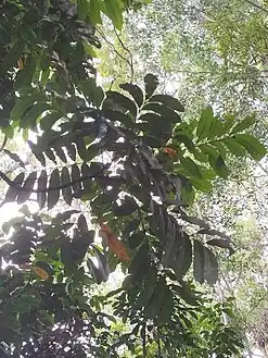 Mature pinnate leaves