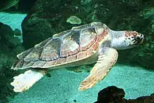 A turtle, Caretta caretta