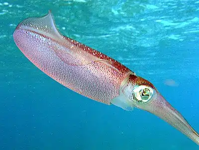 Caribbean Reef Squid (Sepioteuthis sepioidea)