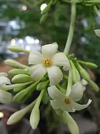 Close-up of male flowers