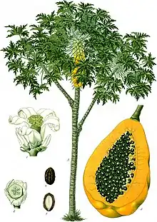 Carica papaya L. (whole plant, fruits)