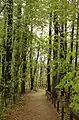 The path between the school and library