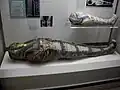 Mummies from the Walton Hall of Ancient Egypt.