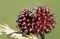 Juvenile Bug (Carpocoris sp.) on a Wild Garlic's head (Allium vineale)