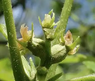 Female flowers