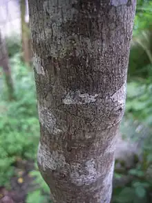 Splotchy bark