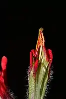 Castilleja bella bracts and flower parts.