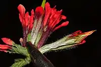 Castilleja bella species has hirsute, brightly colored bracts.