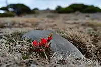 Castilleja bella on Cerro El Potosí.