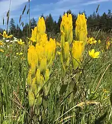 Bright yellow bracts of Castilleja levisecta are more tightly pressed against the stem than bracts of other Castilleja species.