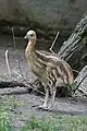 Chick at Artis Zoo, Netherlands