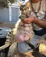 Cat with mastitis