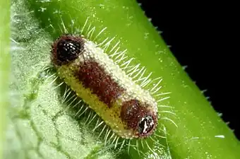 Larva