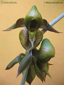 Catasetum maculatum