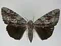 Mounted specimen