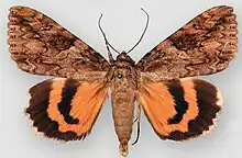 Catocala ireneIrene's underwing