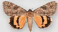 Catocala jessicaJessica underwing