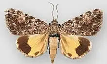 Catocala lineellalineella underwing