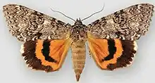 Catocala unijugaonce-married underwing