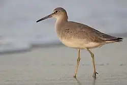 Willet, Farallon. Common along the coasts.