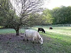 Grazing cattle