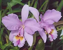 Cattleya gaskelliana