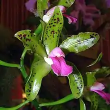 Cattleya guttata