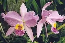 Cattleya lueddemanniana