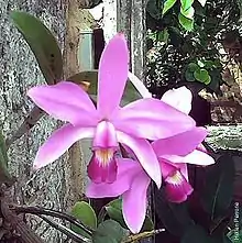 Cattleya violacea