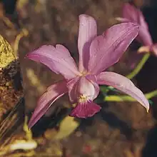 Cattleya walkeriana