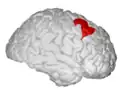 Caudal middle frontal gyrus.