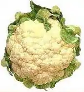 Image 14Cauliflower – Brassica oleracea var. botrytis (from Evolutionary history of plants)