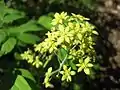 Inflorescence of green-flowered form