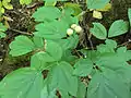 Unripe berries and mature foliage