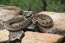 Common night adder, C. rhombeatus