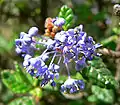 Ceanothus impressus