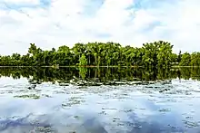 The lake and wooded far shore of Cedar Lake on a sunny day