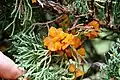 Cedar apple rust on a shimpaku juniper