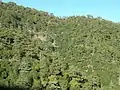 Forests in Troodos Mountains