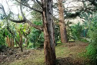 Cedar (Cedrus)