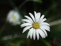 Detail of the flower of var. major