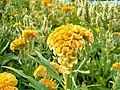 Yellow Celosia argentea var. cristata