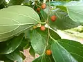 C. sinensis with orange fruit and glossy, almost hairless leaves