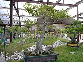 Greenhouse of bonsai trees in the Parc Floral de Paris.