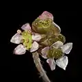 Emerging flowers