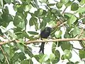 Black drongo