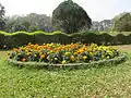 Marigold flowers