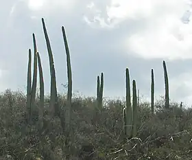 Tall unbranched columnar habit (Cephalocereus)